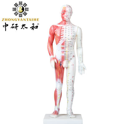 Çin Akupunktur Kaslı Vücut Modeli 60/85/170cm