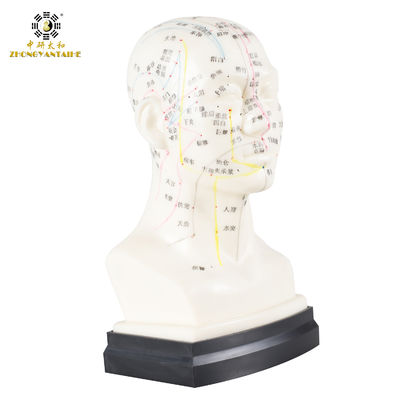 Efüzyon Sıvısız Çevre Dostu 20cm Kafa Akupunktur Vücut Modeli