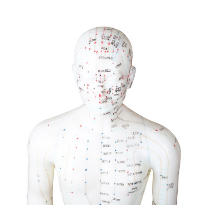 50cm Nokta Erkek Akupunktur Modeli İnsan Vücudu GMP Sertifikası