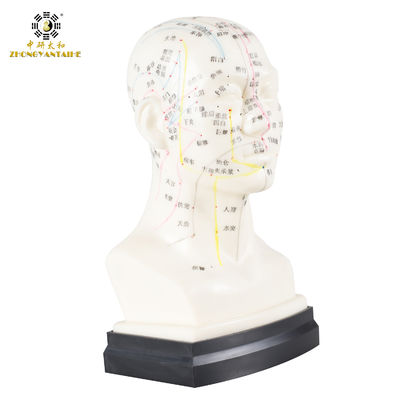 Kalite  Eco Friendly 20cm Head Acupuncture Body Model Without Effusion Liquid fabrika