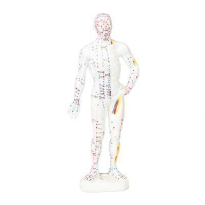 Gerçekçi Görünüm Akupunktur modeli İnsan vücudunun ayrıntılı ve gerçekçi bir şekilde temsil edilmesi Yaklaşık 5 kg ağırlığında