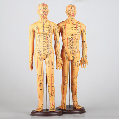 Meridian Grafiği Akupunktur Vücut modeli dahil Yaklaşık 5 kg Farklı teknikler için çok yönlü