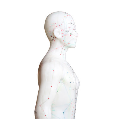 Çeşitlilik Çeşitli Akupunktur Teknikleri Vücut modeli Yaklaşık 5 kg ağırlığı
